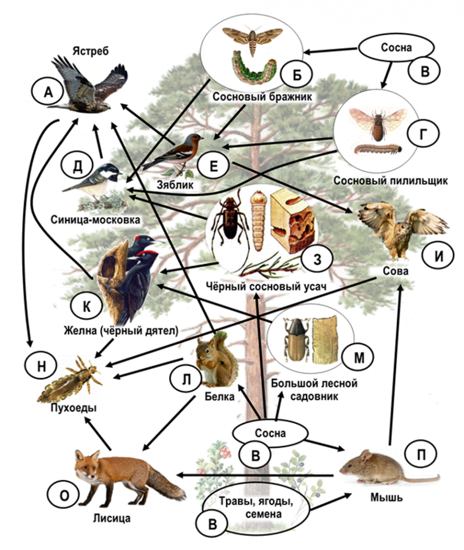 Составьте пищевую цепь из четырёх организмов, в которую входит белка.